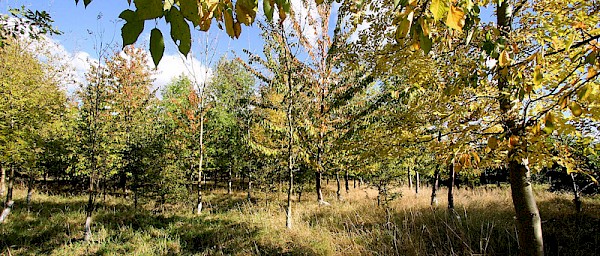 The community woodland.